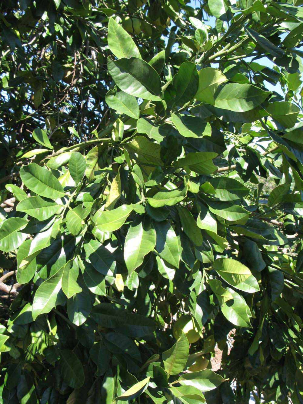              Sun leaves (Winter Haven, FL)       